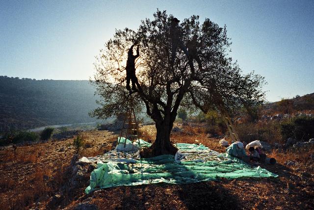Palestinians pick olives in Attara village during the olive harvest (Palestine, 2007). Rula Halawani was born in 1964 in Jerusalem. She studied photography in Saskatchewan, Canada and for her MA at the University of Westminster, London. A freelance photojournalist from 1990-98, her photographs have appeared in publications in Europe, the USA and the Middle East. They have also been shown in many collective and solo exhibitions, including the 2005 Sharjah Biennal. In September 2008, a major retrospective of her work was held in Brussels as part of the Masarat festival of Palestinian art and culture. She teaches in Birzeit University?s Dept. of Photography, which she founded in 2001. Lives and works in Jerusalem.